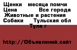 Щенки 4 месяца-помчи › Цена ­ 5 000 - Все города Животные и растения » Собаки   . Тульская обл.,Тула г.